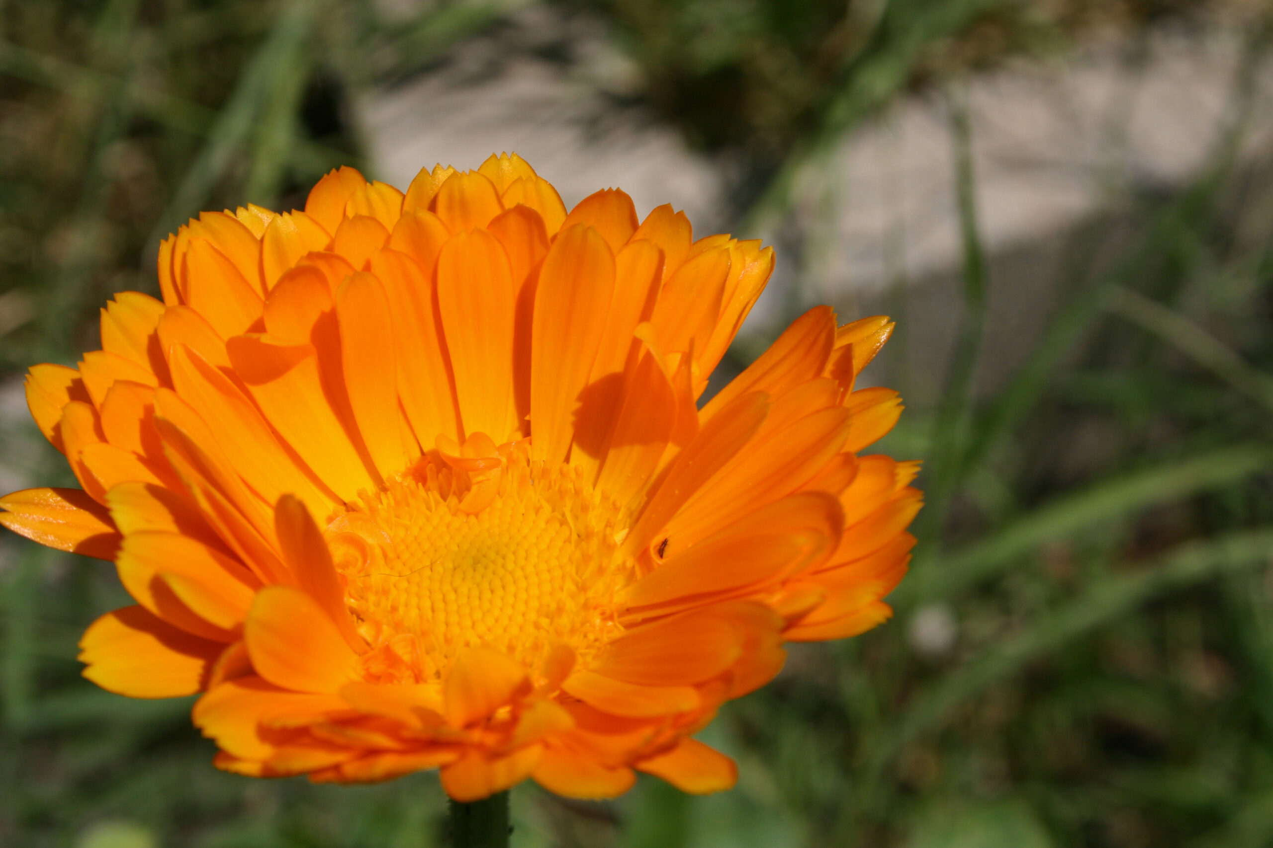 Fiori di Bach