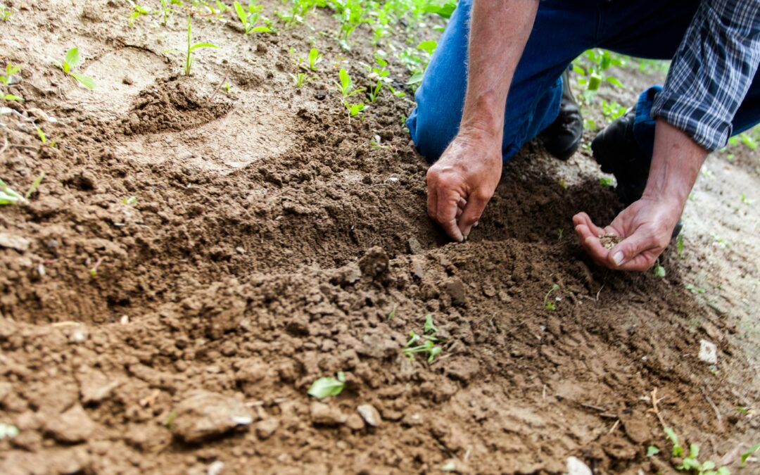 CORSO GRATUITO “TRADIZIONE E INNOVAZIONE NELLA PRODUZIONE DI QUALITA'” – IMPRENDITORE AGRICOLO PROFESSIONALE – POGGIO MIRTETO